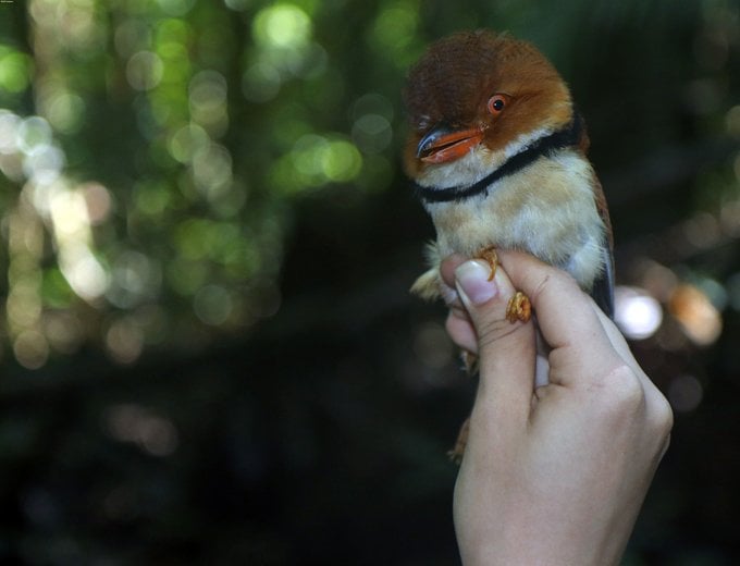 Científicos descubren que aves del Amazonas reducen su tamaño por el calentamiento global