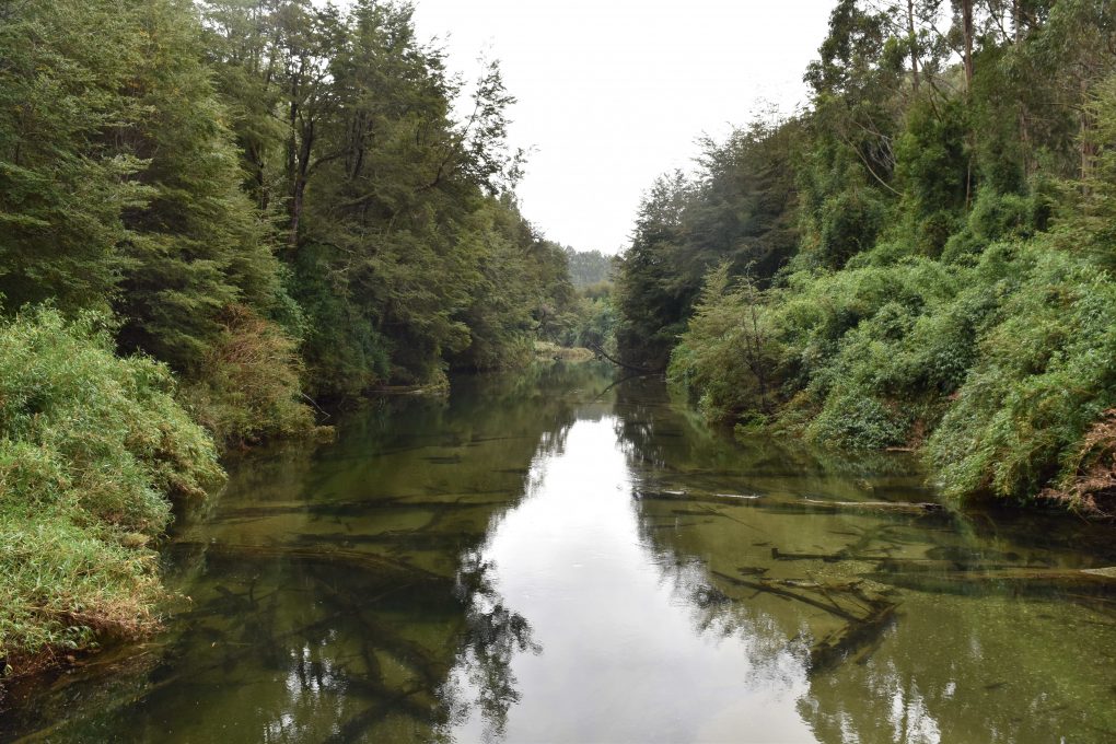 Calentamiento global y crisis hídrica: La urgente necesidad de restaurar bosque nativo y ecosistemas para recuperar las aguas