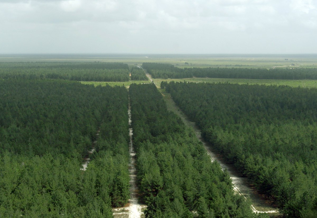 Supervisan bosques de Pinos Caribe e instalaciones de Maderas del Orinoco