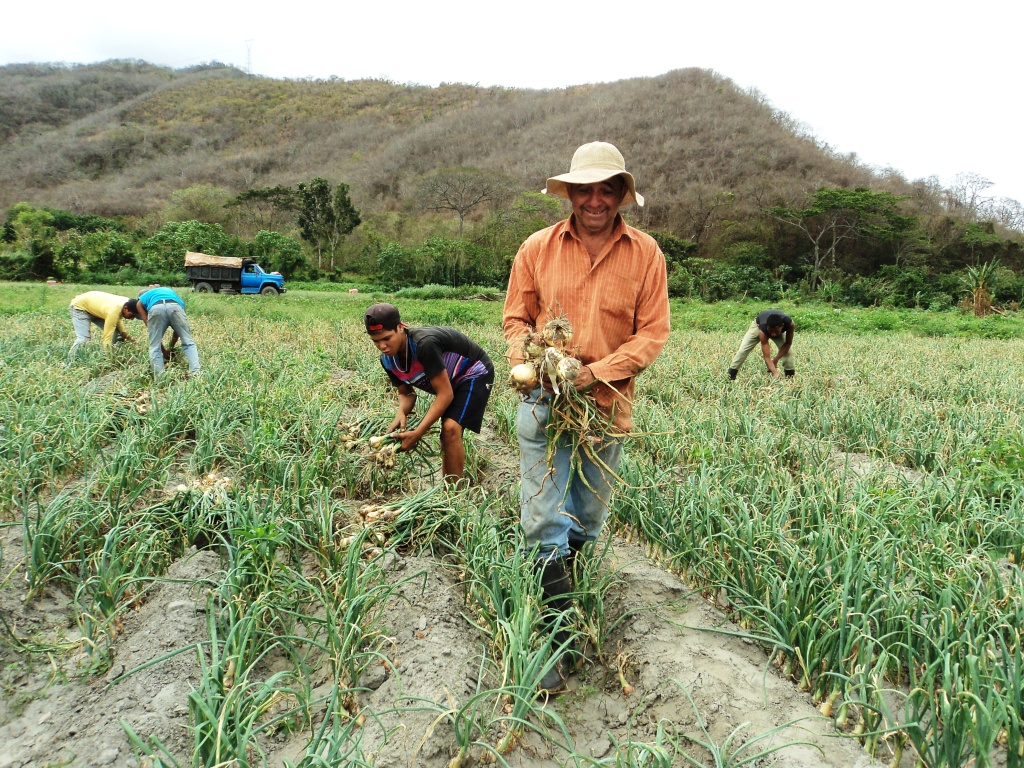 Comunidad de Yaracuy siembra arroz en 182 patios productivos