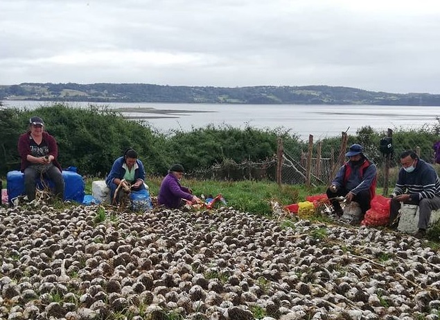 Grupo de Diálogo Rural Chiloé aborda el impacto del Covid-19 en la agricultura familiar campesina