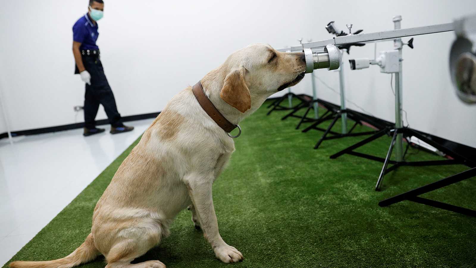 Buscan en México compuestos químicos para mejorar el entrenamiento de perros detectores de COVID-19