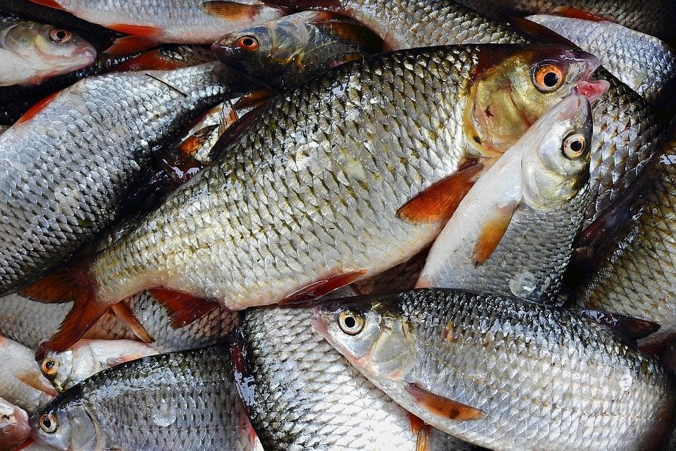 Comprueban beneficios del consumo de pescado para el cerebro