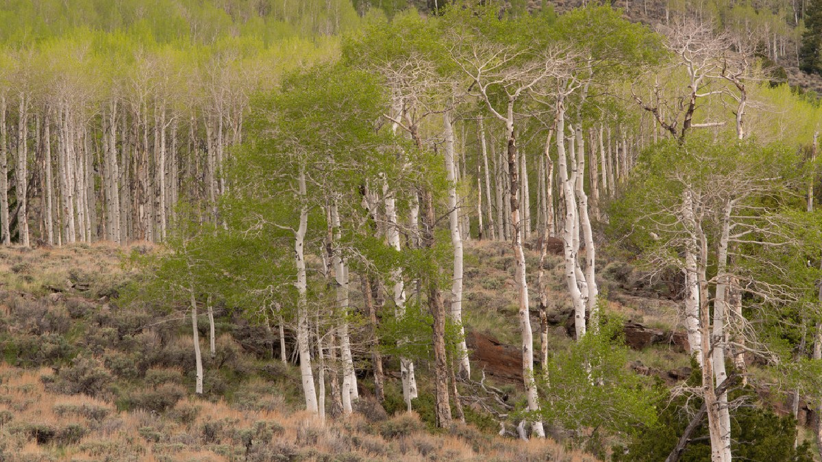 Investigador advierte que el «organismo único más grande de la Tierra» esta siendo devorado