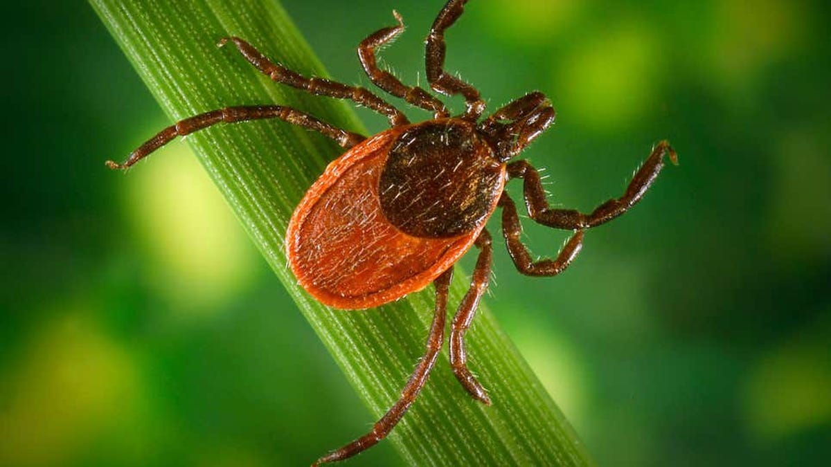 Científicos dispuestos a probar en humanos una nueva vacuna contra la enfermedad de Lyme