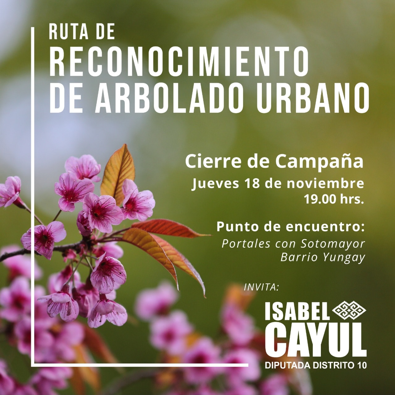 Con ruta de reconocimiento de arbolado urbano, Isabel Cayul, candidata a diputada mapuche por el Distrito 10, cerrará su campaña.