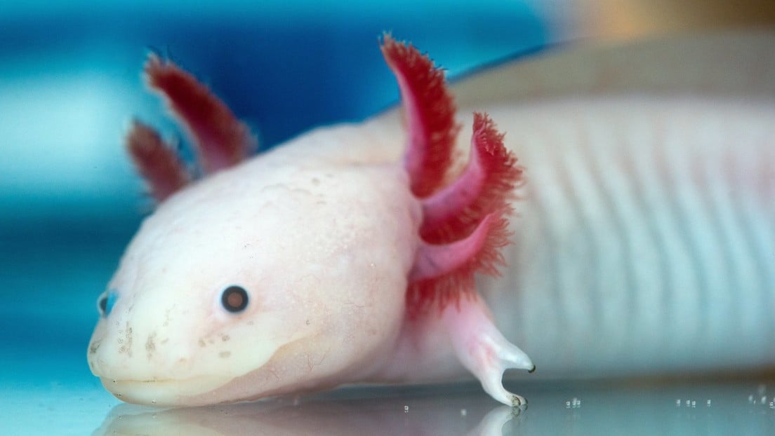 An axolotl in Venezuela? The story behind a critically endangered animal that was abandoned in a church