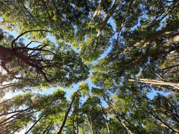 Panguipulli: Importante encuentro sobre territorios, bosque nativo y desafíos para su conservación