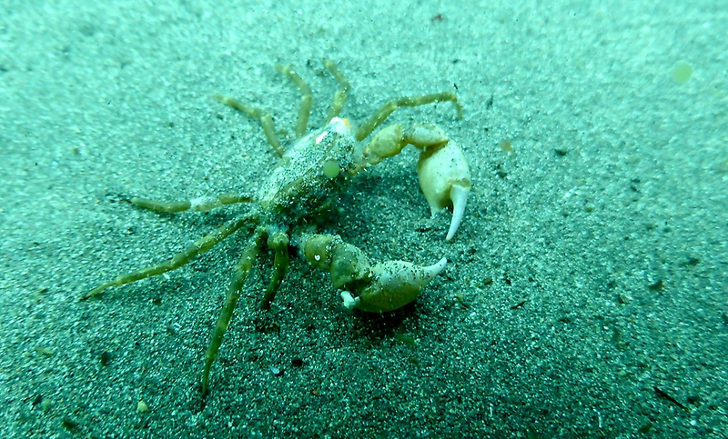 Enigmático cangrejo hallado en la Antártica: ¿Una nueva especie invasora en el continente blanco?