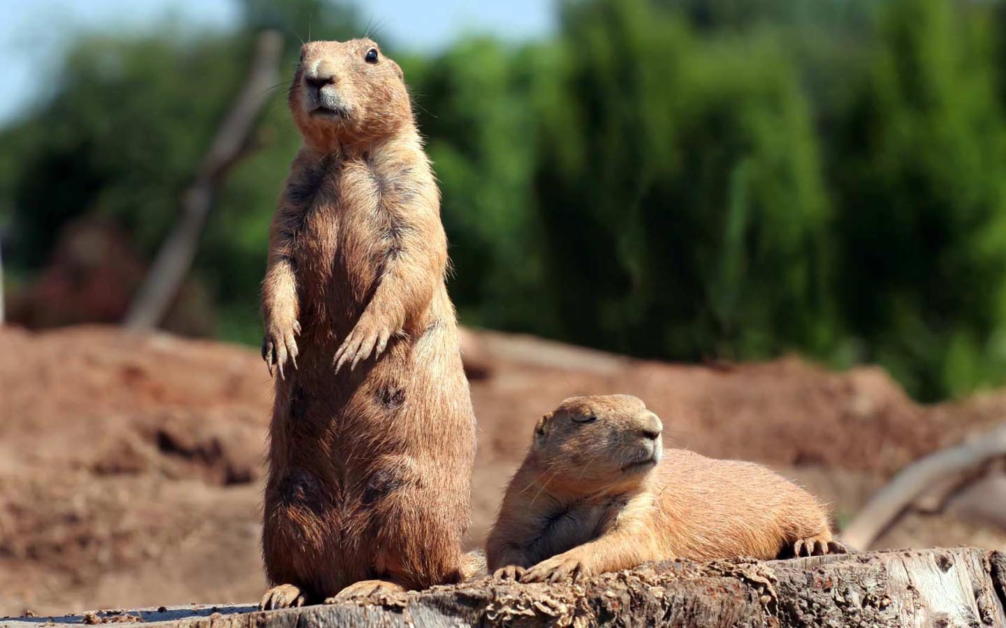 Crece la colonia de perritos de la pradera de cola negra en Sonora