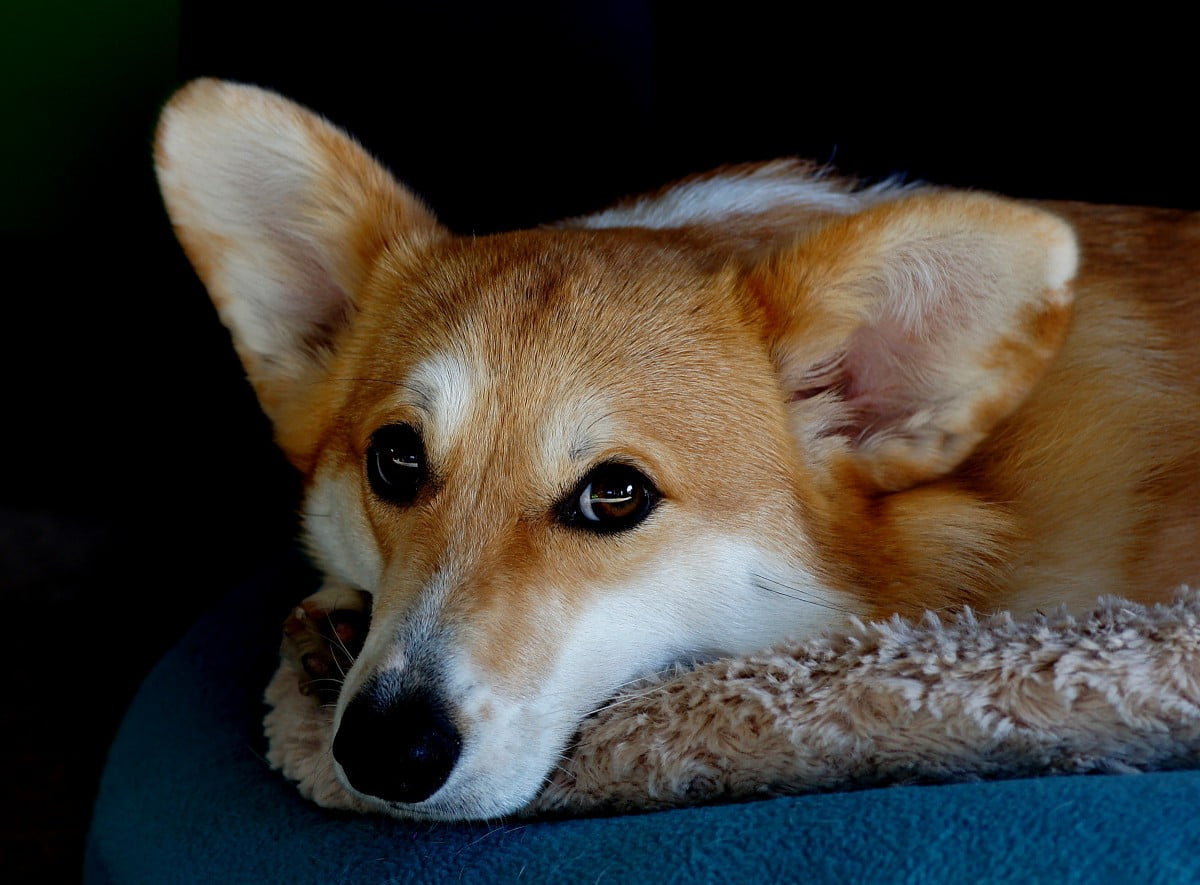 Perro corgi es sacrificado brutalmente para controlar al Covid-19 en China