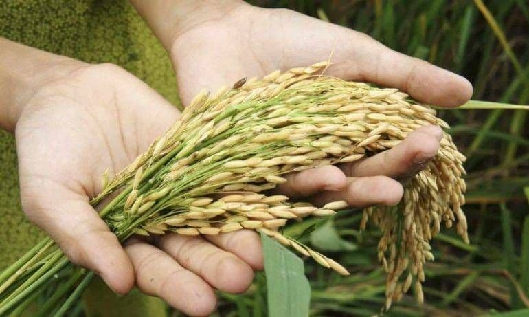 Capacidad en la producción cerealera de Guárico es observada por iraníes