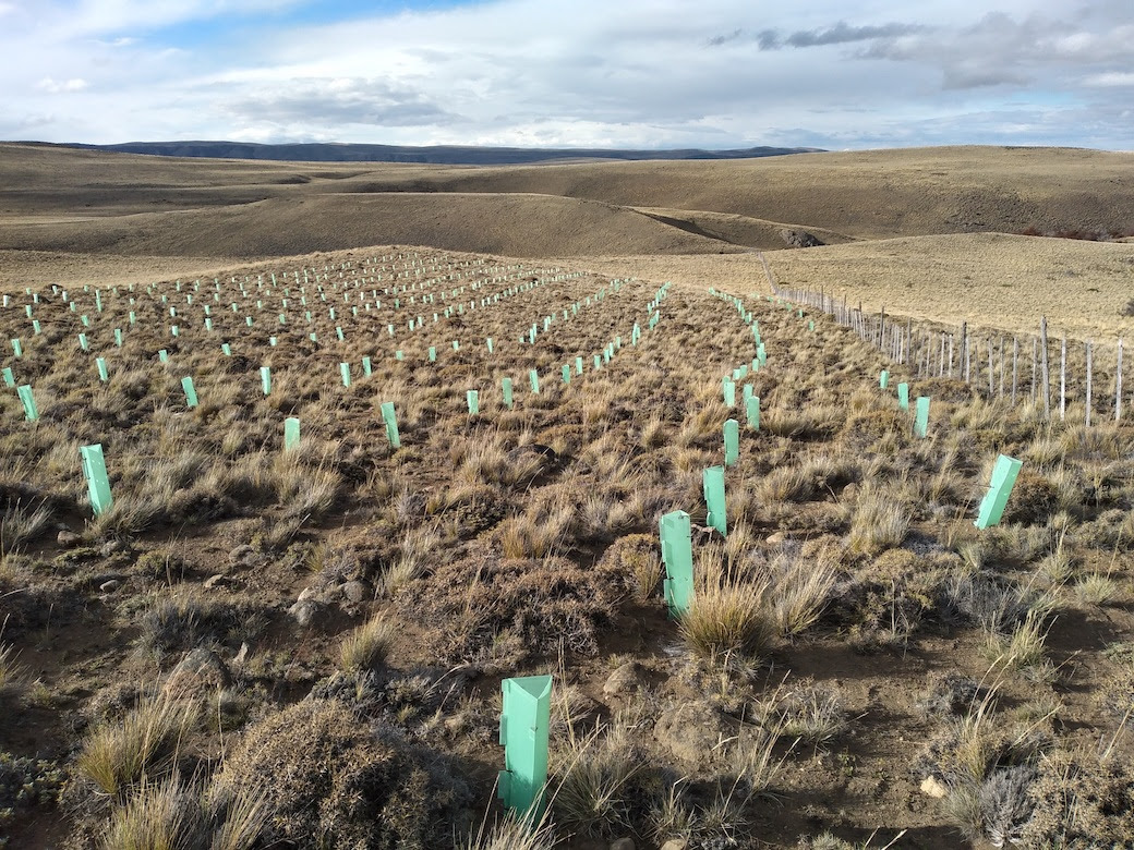 Plantación de pinos en la Patagonia: Informe de Conaf alertó en 2020 que el proyecto no era recomendable