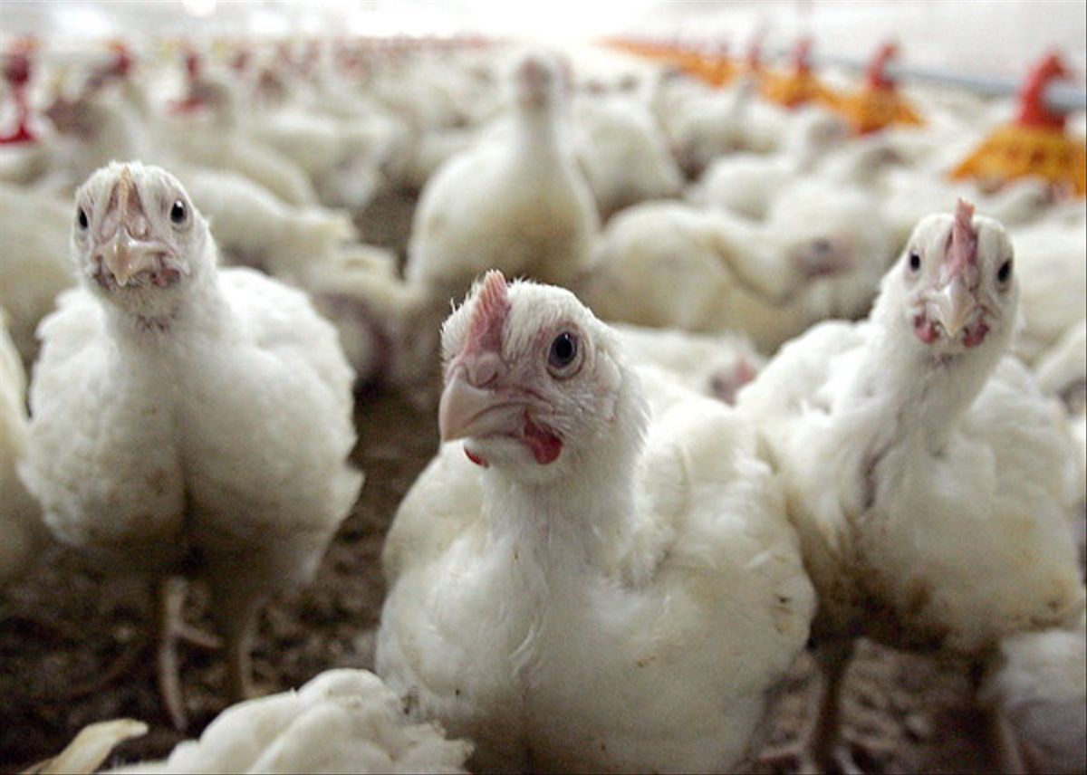 Japón sacrificará 7.000 aves por brote altamente patógena de gripe aviar