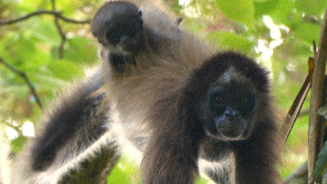 La lucha por salvar al mono araña y el bosque donde vive en los llanos occidentales de Venezuela