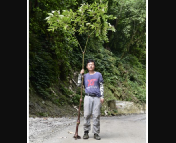 Hallan en el Tíbet una nueva especie de begonia de tres metros de alto