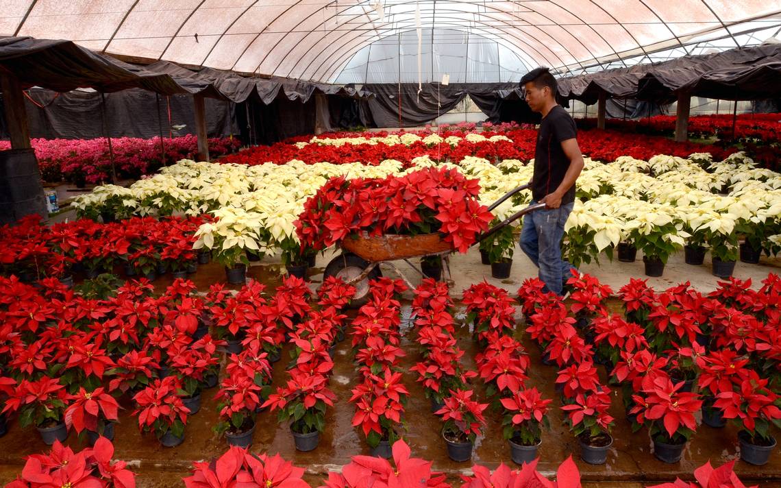 Flor de Nochebuena