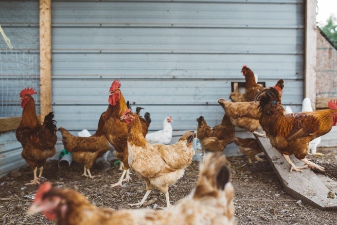 Israel considera «muy preocupante» propagación de la gripe aviar