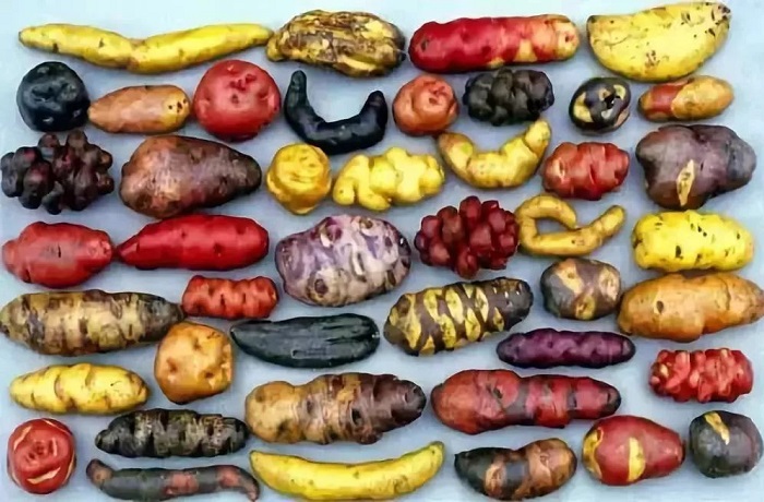 Soberanía alimentaria en Chile: Las papas nativas de Chiloé