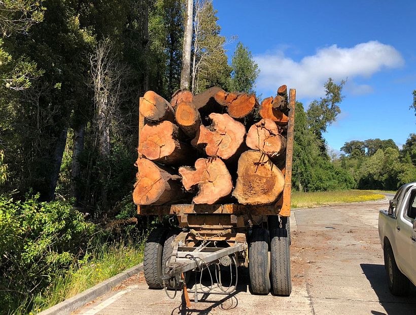 Puyehue: Municipio y vecinos denunciaron tala de árboles nativos en propiedad colindante a Parque Nacional