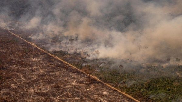 Instituto Socioambiental advierte sobre el aumento de la deforestación de tierras indígenas en Brasil