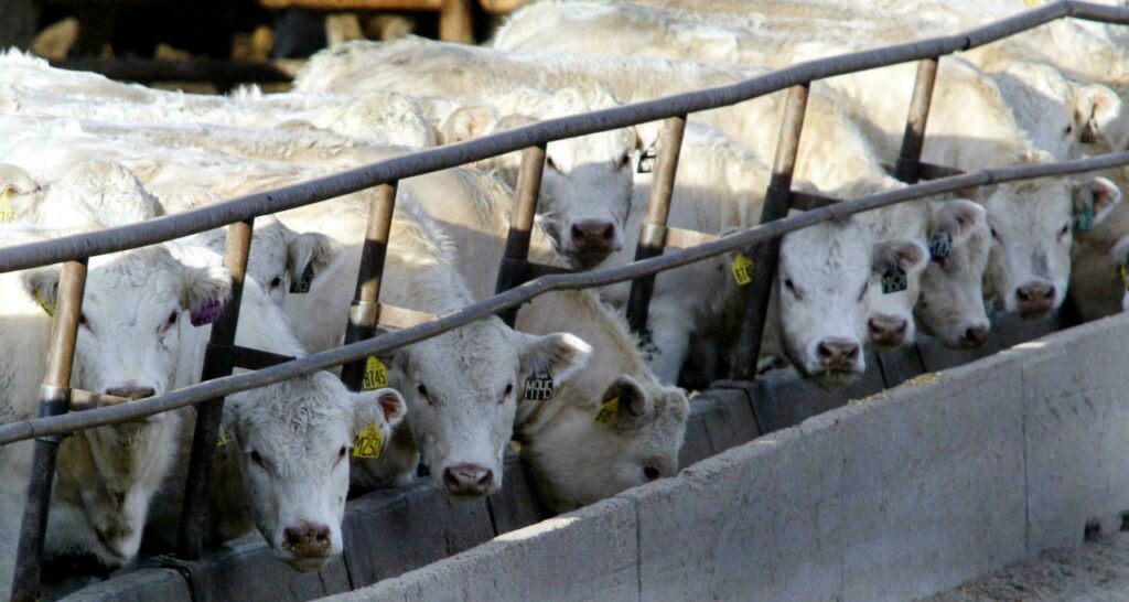 Sube el precio de carne 2.2%, afirma FAO
