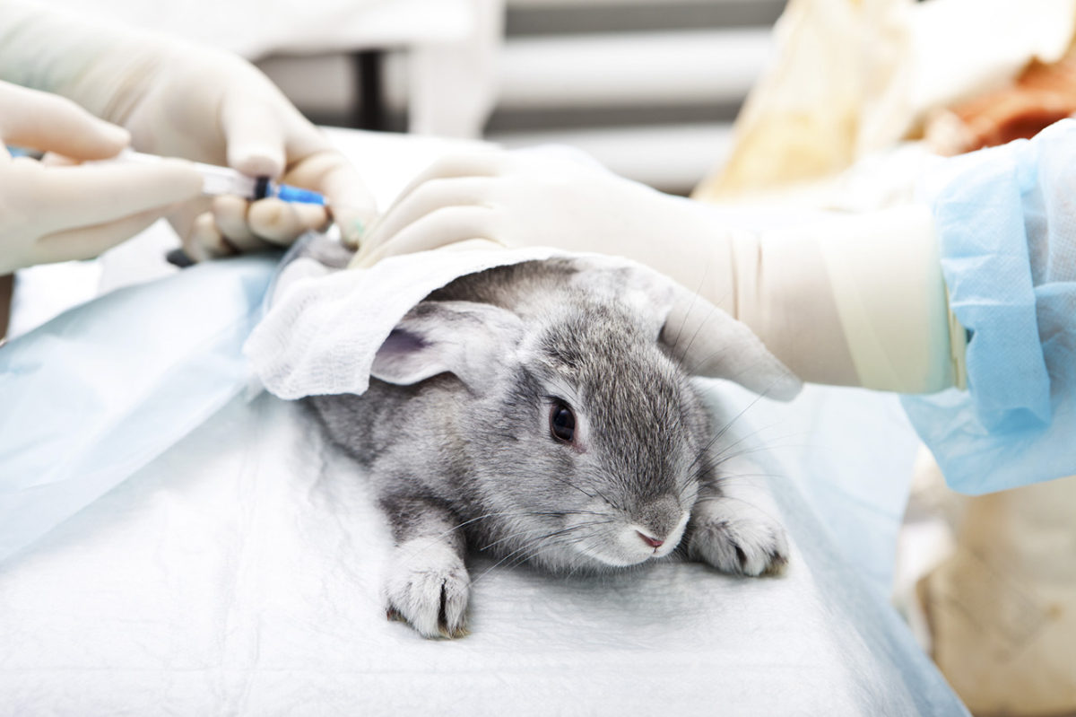 Proyecto que prohíbe importación y comercialización de cosméticos testeados en animales avanzó en el Congreso