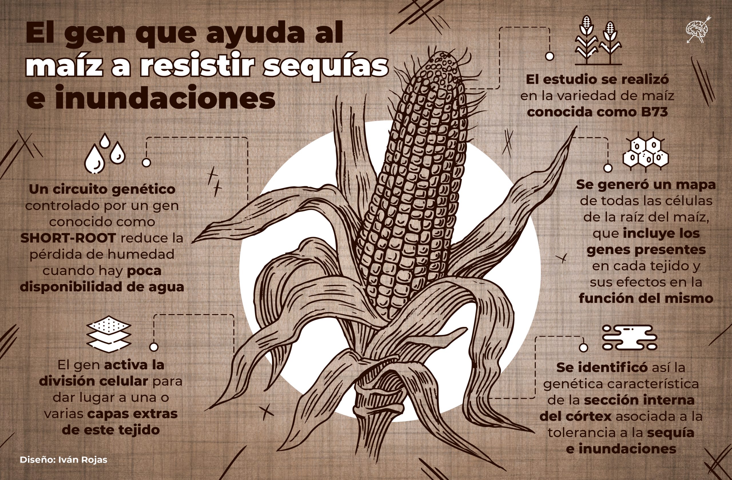 Infografía sobre el maíz
