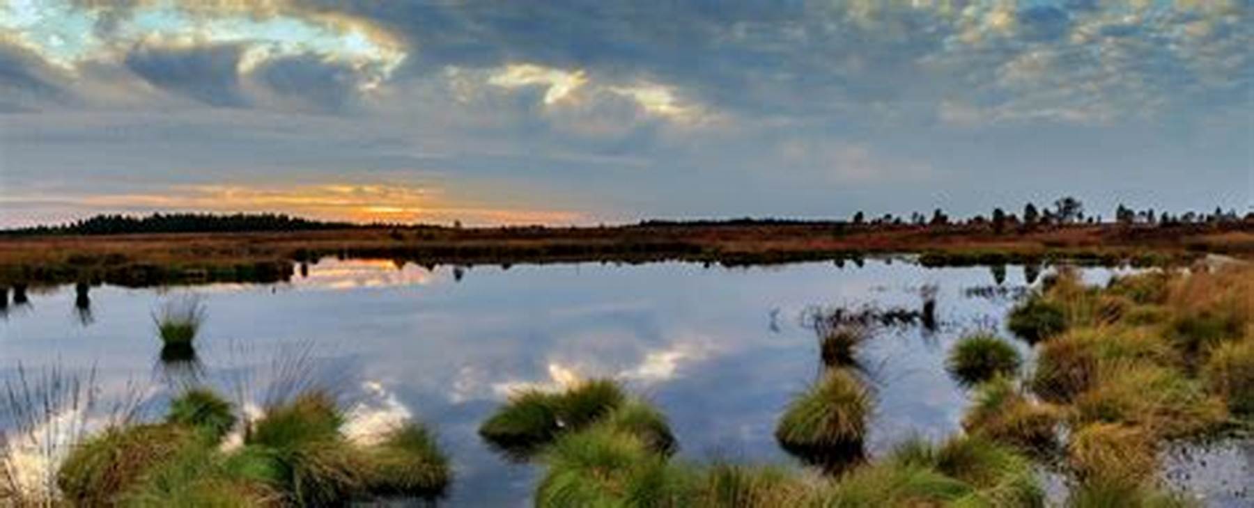 Sociedades de Ecología, Botánica y Biología  llaman al próximo gobierno a priorizar atención de la crisis climática y ambiental