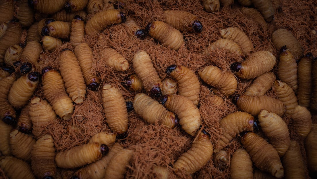 Would you eat a giant larva if its advised as a «superfood» with healing properties?