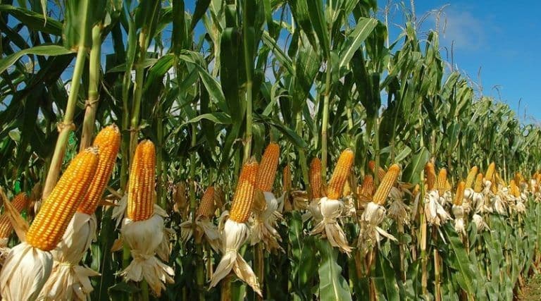 Onudi y Venezuela ejecutarán plan piloto para potenciar producción de maíz