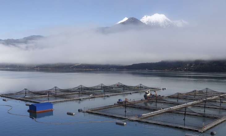 Informe da cuenta de los impactos de la industria salmonera a los DDHH en Chile