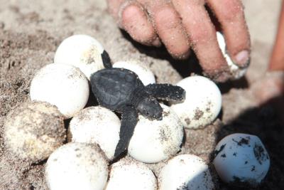 Recolectan 742 huevos de tortuga en un área protegida de la Amazonía de Ecuador