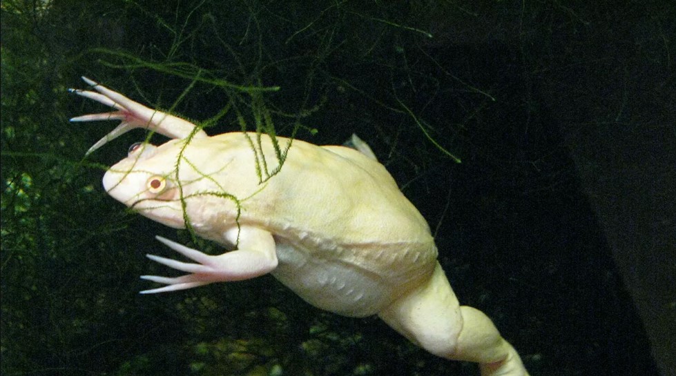 Científicos logran regenerar la pata amputada de una rana