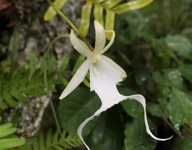 Ambientalistas solicitan que la rara orquídea fantasma de Florida sea protegida