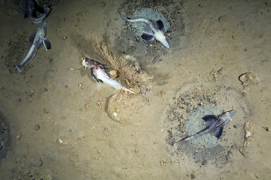 Descubrieron en el Antártico la mayor área de cría de peces jamás observada