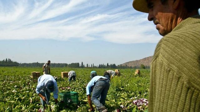 Fundación Libera presenta querella contra  empresas y contratistas agrícolas por trata de personas migrantes para trabajos forzados