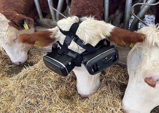 Un granjero en Turquía equipó vacas con lentes de realidad virtual