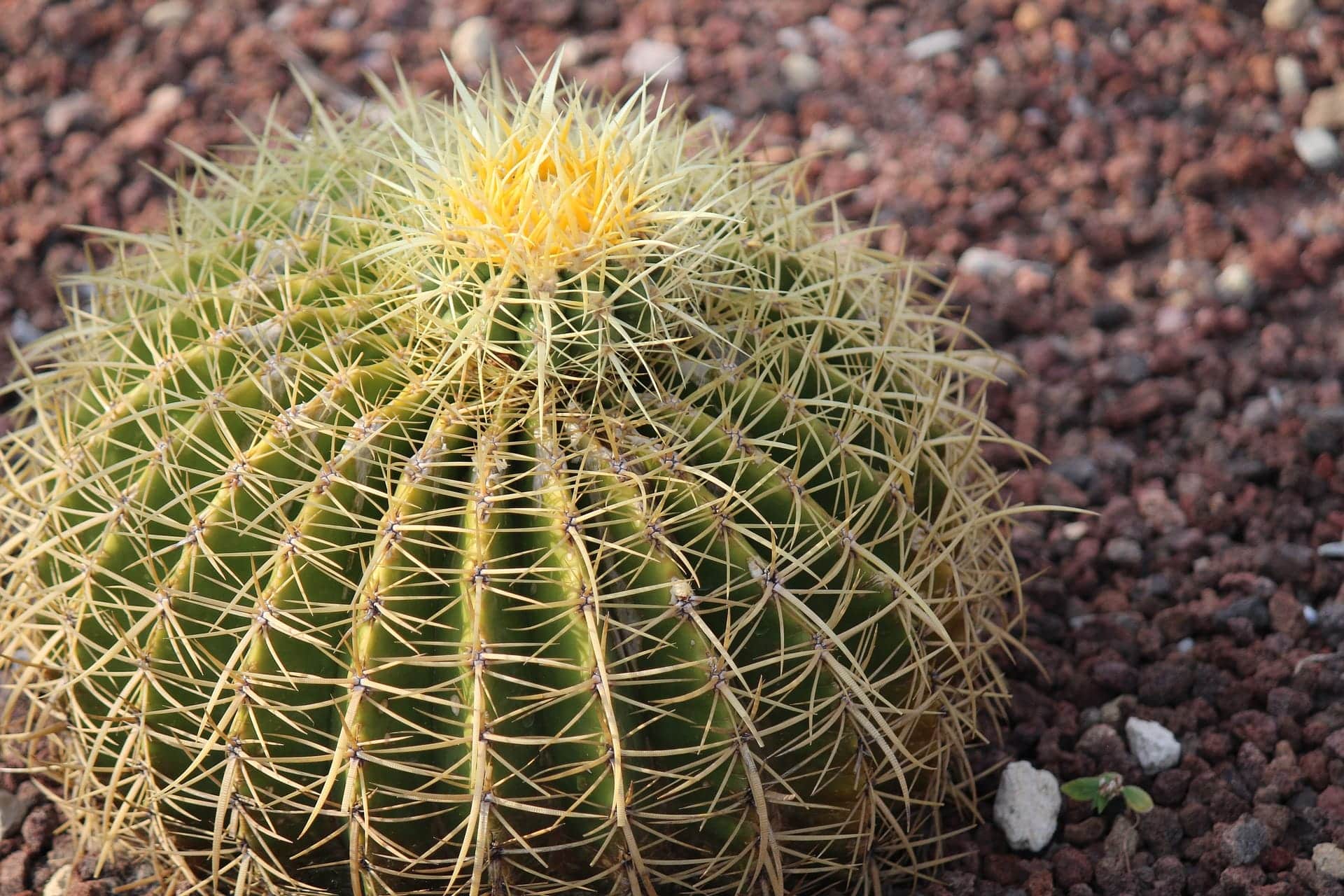 Acitrón, un polémico ingrediente que tiene a la biznaga cerca de la extinción