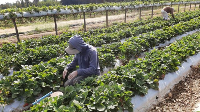 Biobío: Sumario sanitario por brote de Covid en trabajadores migrantes de faenas agrícolas