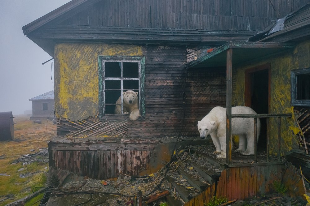 Osos polares conquistaron isla ártica y habitan sus casas abandonadas