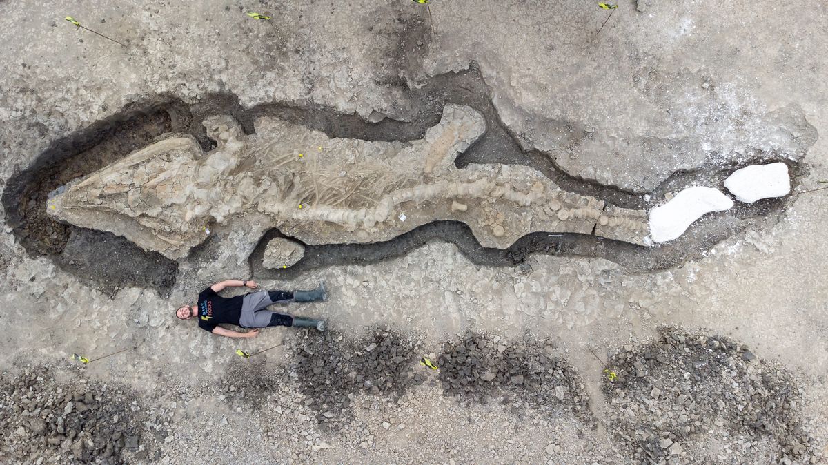 Un ictiosaurio: se encuentra en Reino Unido un fósil de ‘dragón marino’ de 10 metros