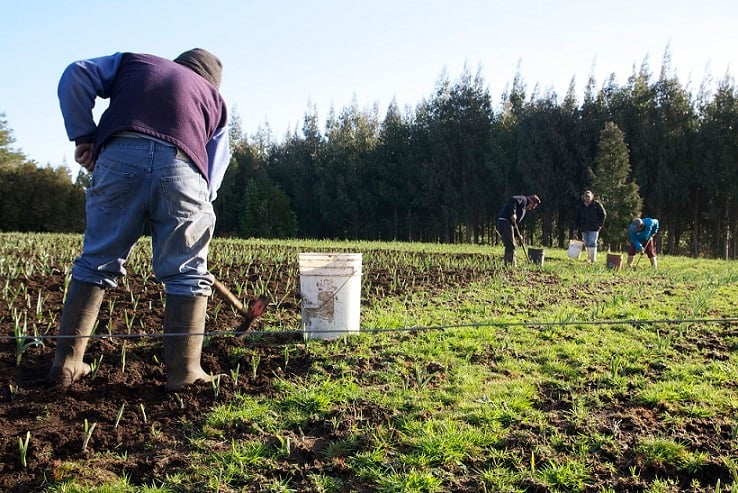 Economías territoriales y el abandono a familias rurales campesinas: Las deudas en Chile que deberá asumir el gobierno de Boric