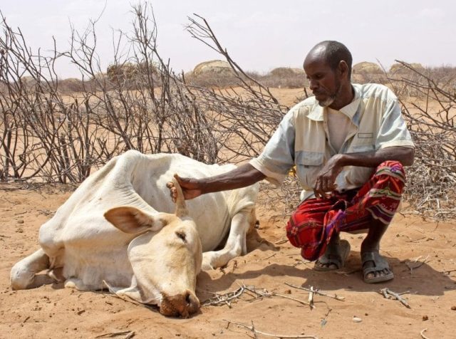 Sequía prolongada mata a más de 62 mil animales en Tanzania