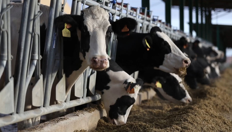 Iniciativa popular por el bienestar de los animales alcanzó las 15 mil firmas y será discutida en la Convención