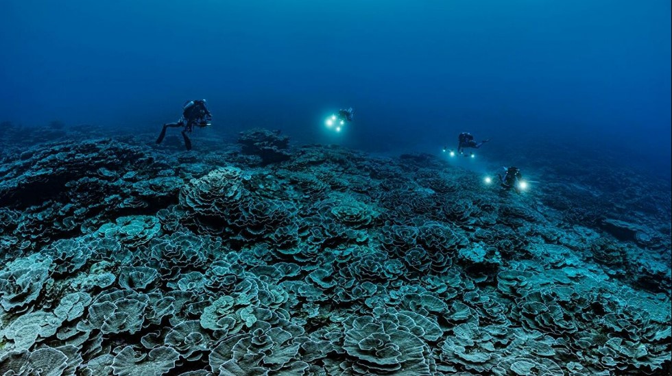 Encuentran un enorme arrecife de coral en aguas inusualmente profundas