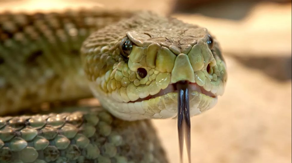 Científicos descubren que la saliva humana y el veneno de las serpientes tienen el mismo origen