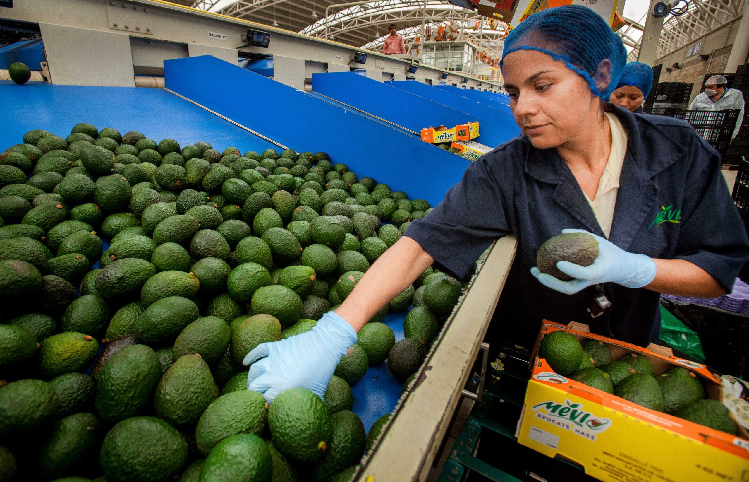 Se busca modernizar agroindustria en México para mejorar ingresos del campo