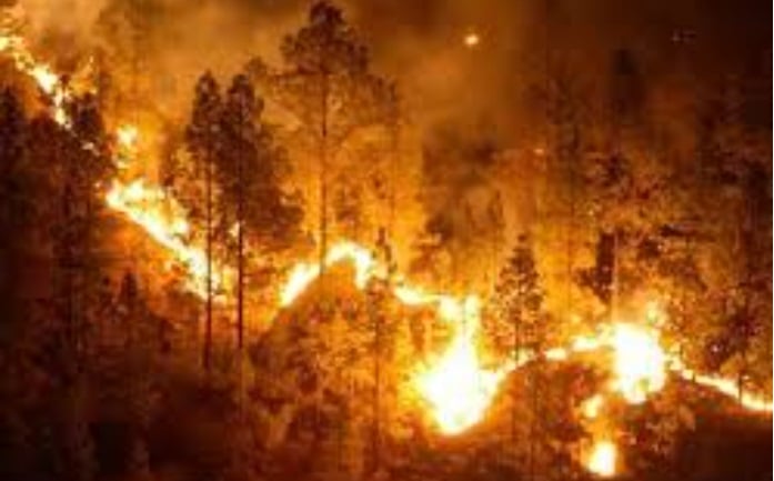 Catástrofes por incendios forestales: Las plantaciones exóticas industriales de pino y eucalipto son altamente inflamables