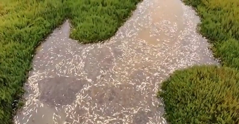 El ecocidio en el humedal estuario “Los Molles”